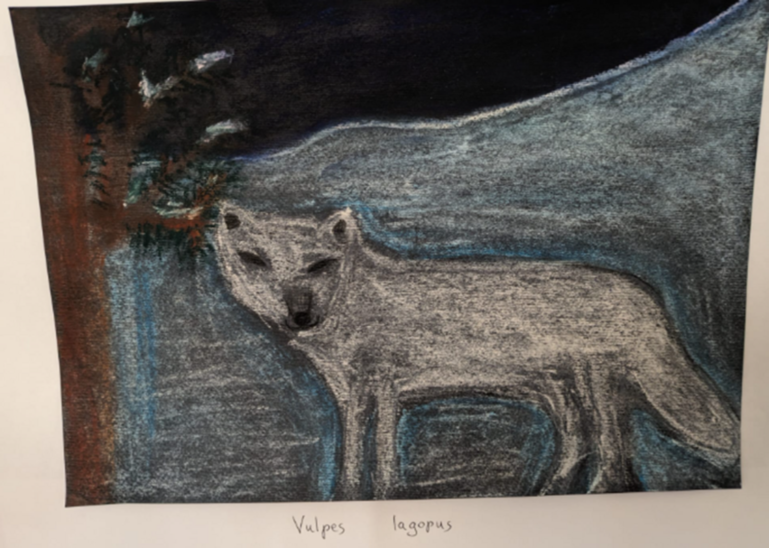 vulpes